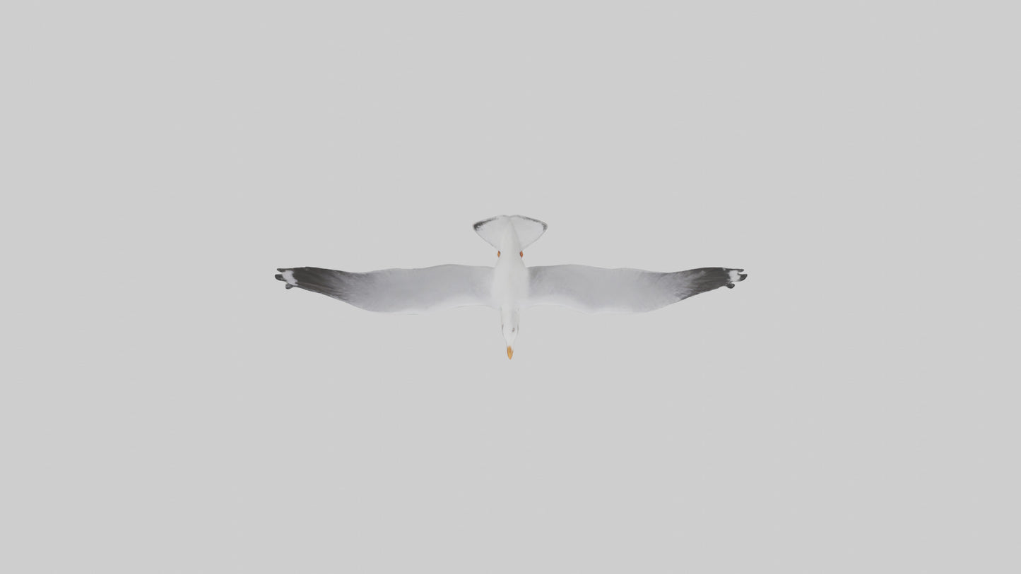 Gull flying model VR / AR / low-poly