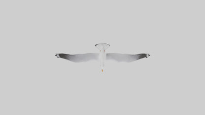 Gull flying model VR / AR / low-poly