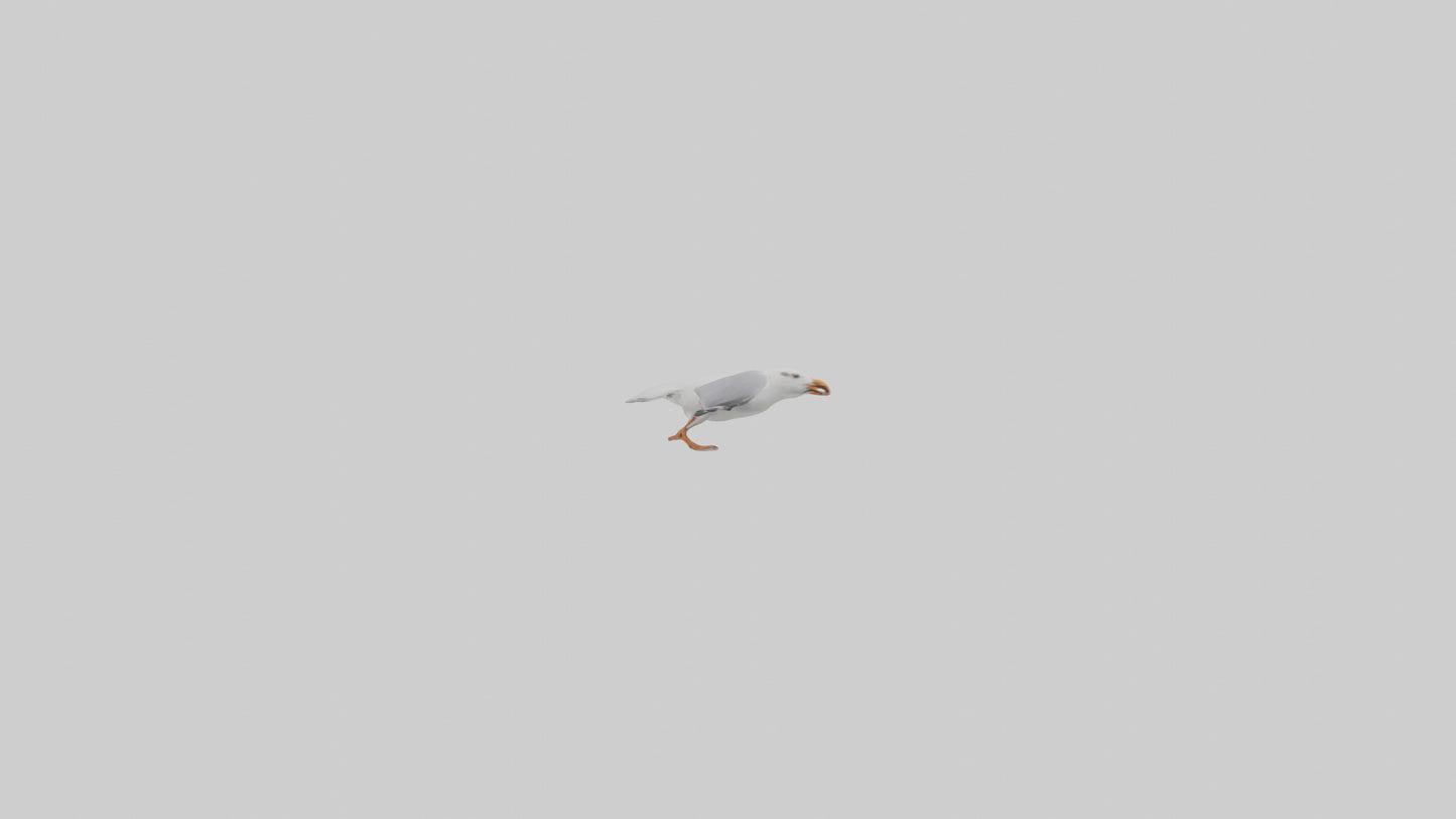 Gull flying model VR / AR / low-poly