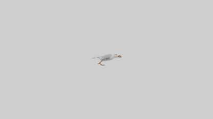 Gull flying model VR / AR / low-poly