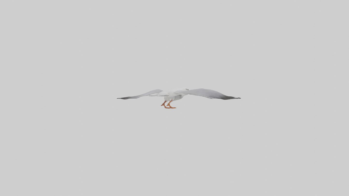 Gull flying model VR / AR / low-poly