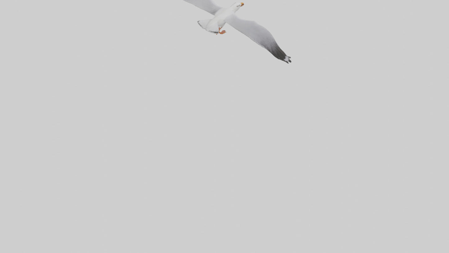 Gull flying model VR / AR / low-poly