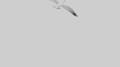 Gull flying model VR / AR / low-poly