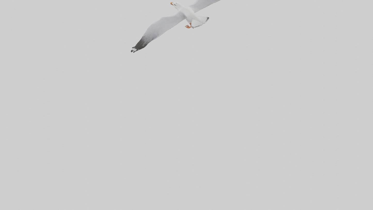 Gull flying model VR / AR / low-poly