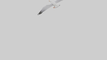 Gull flying model VR / AR / low-poly