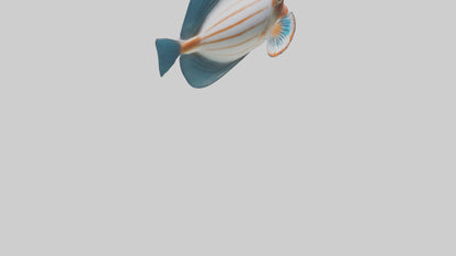 3D model Guppy darting around model VR / AR / low-poly