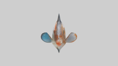 3D model Guppy darting around model VR / AR / low-poly