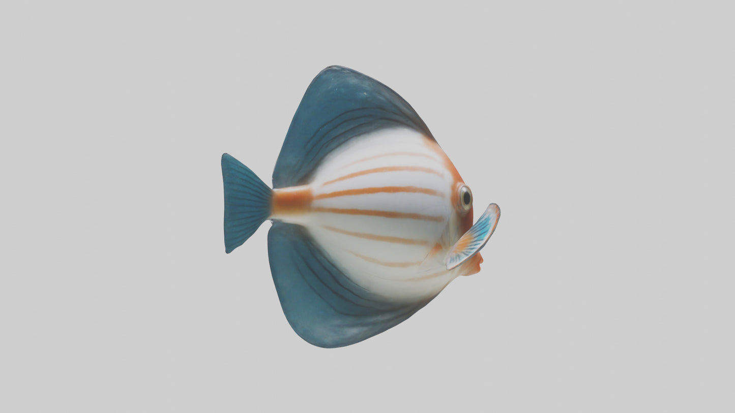 3D model Guppy darting around model VR / AR / low-poly
