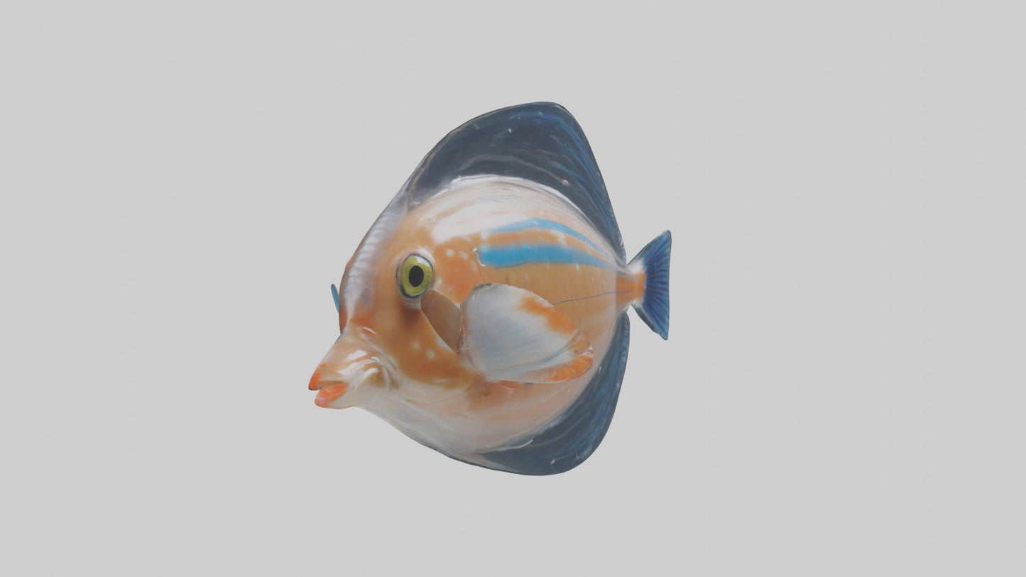 3D model Guppy darting around model VR / AR / low-poly