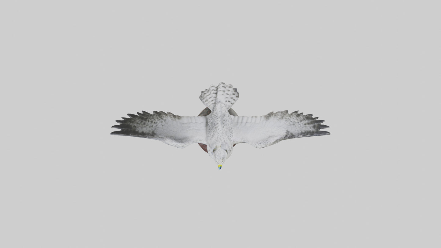 3D model Gyrfalcon statue model VR / AR / low-poly