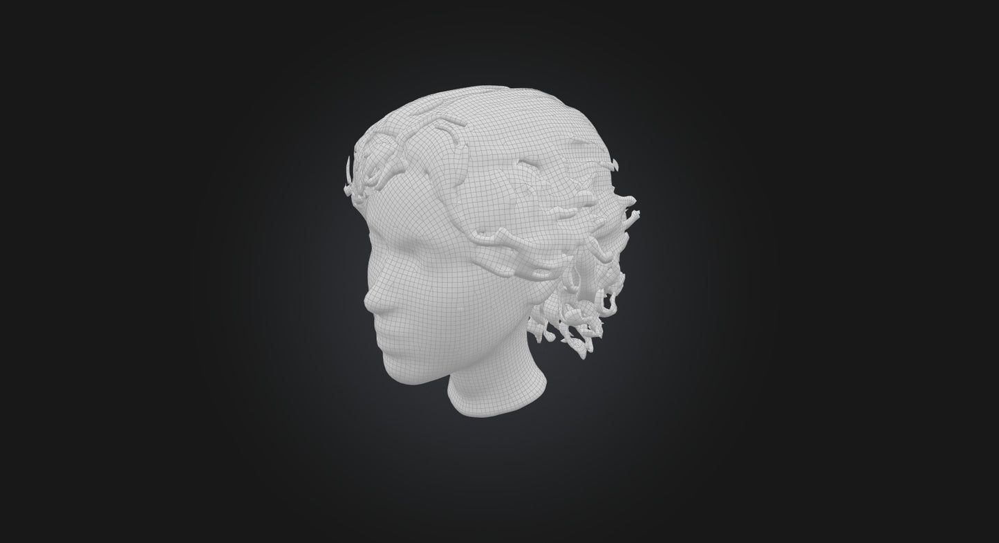 3D model hair wig  VR / AR / low-poly