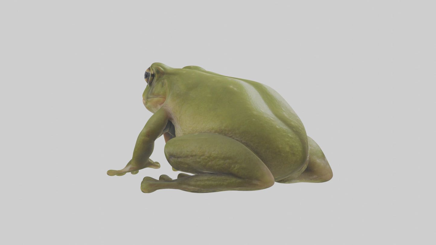 Hairy Frog sitting model VR / AR / low-poly