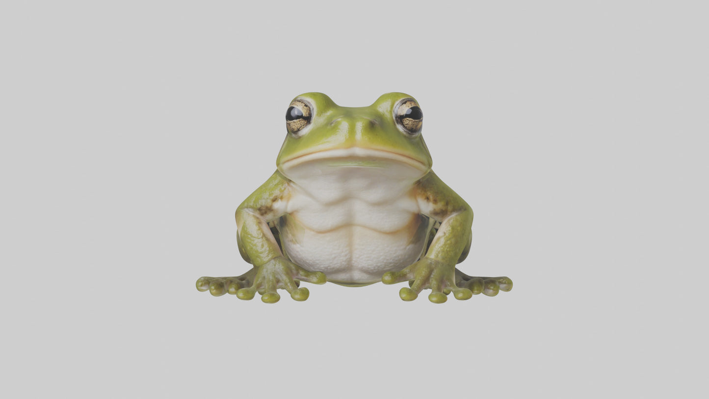 Hairy Frog sitting model VR / AR / low-poly