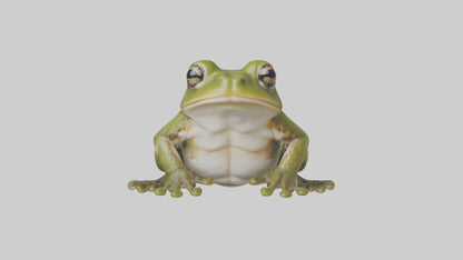 Hairy Frog sitting model VR / AR / low-poly