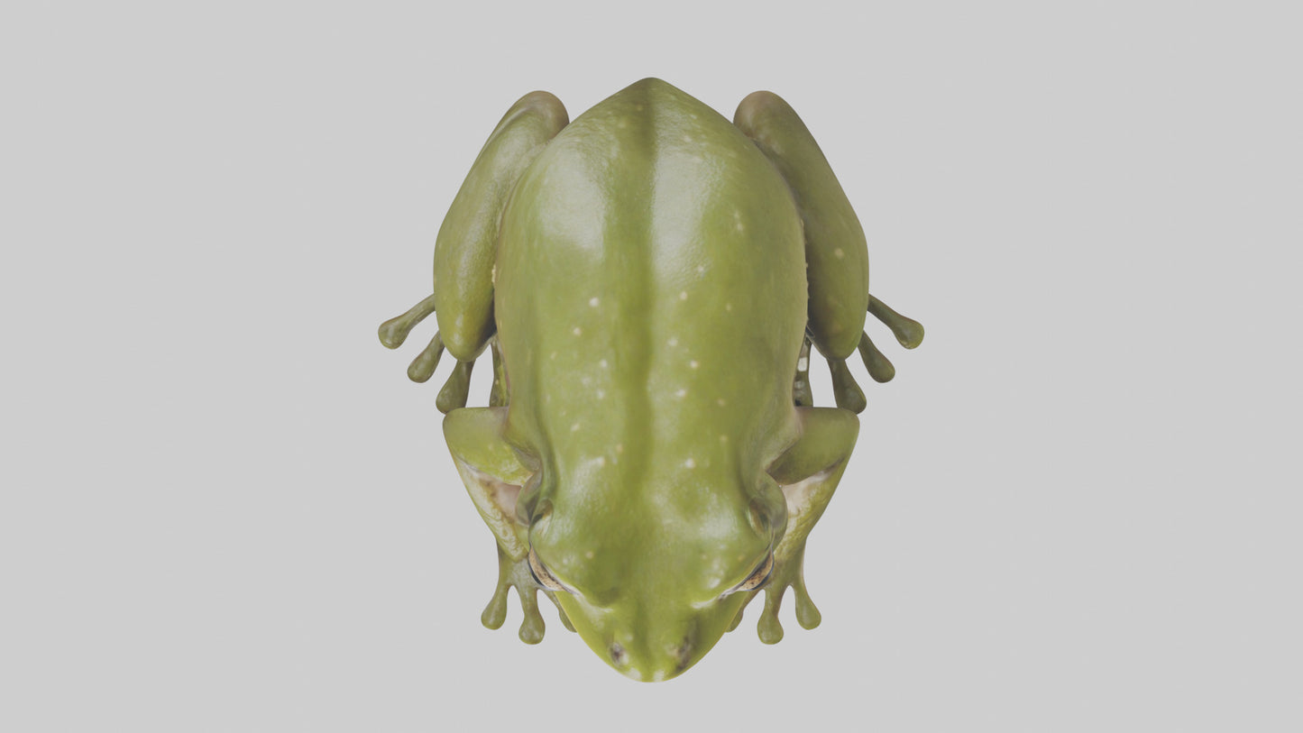 Hairy Frog sitting model VR / AR / low-poly
