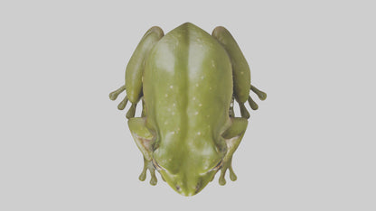 Hairy Frog sitting model VR / AR / low-poly
