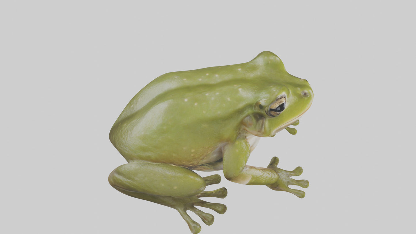 Hairy Frog sitting model VR / AR / low-poly