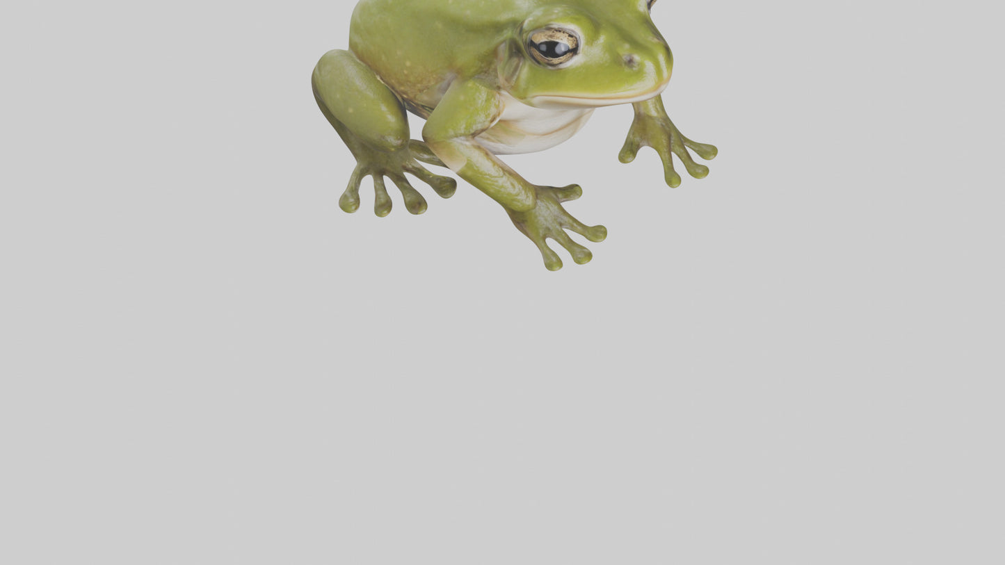 Hairy Frog sitting model VR / AR / low-poly