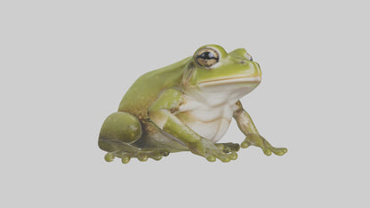 Hairy Frog sitting model VR / AR / low-poly