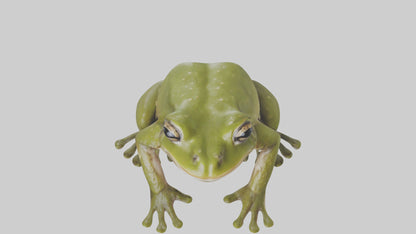 Hairy Frog sitting model VR / AR / low-poly