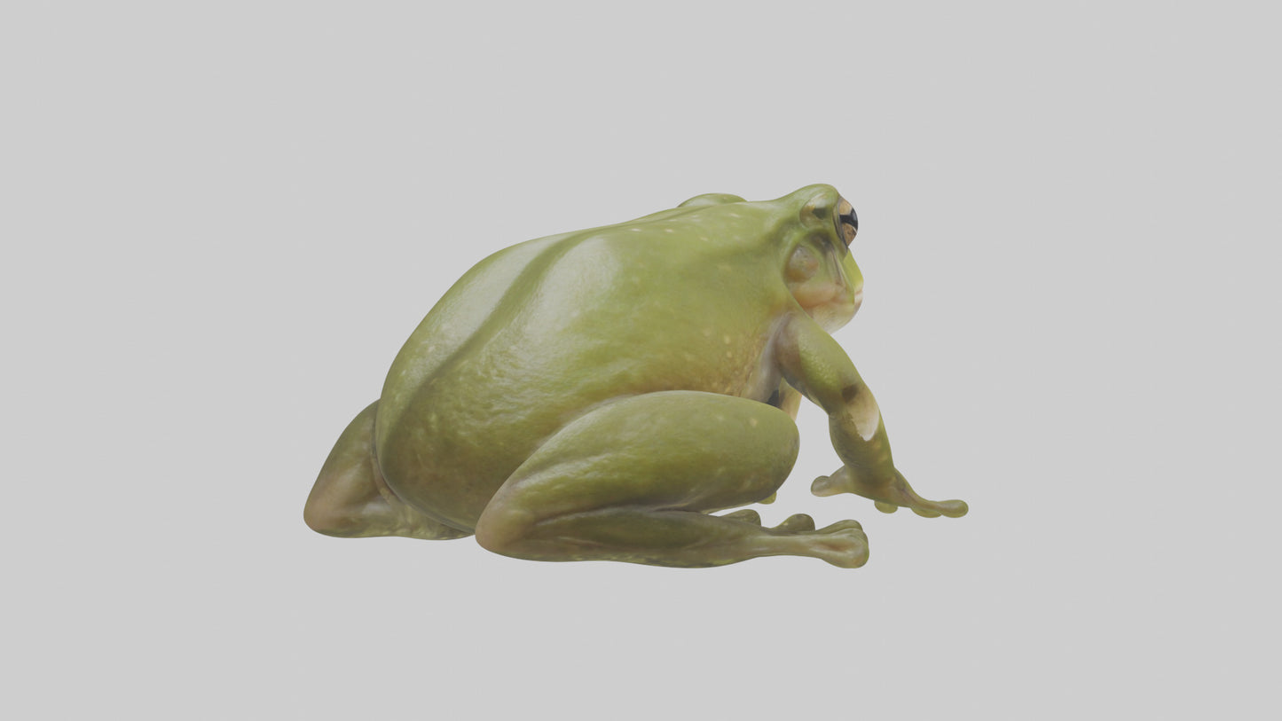 Hairy Frog sitting model VR / AR / low-poly