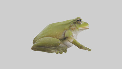 Hairy Frog sitting model VR / AR / low-poly