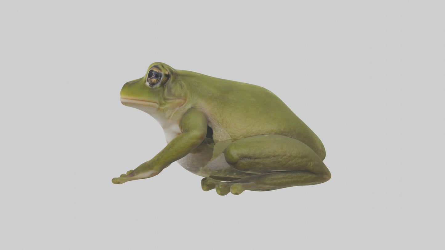 Hairy Frog sitting model VR / AR / low-poly