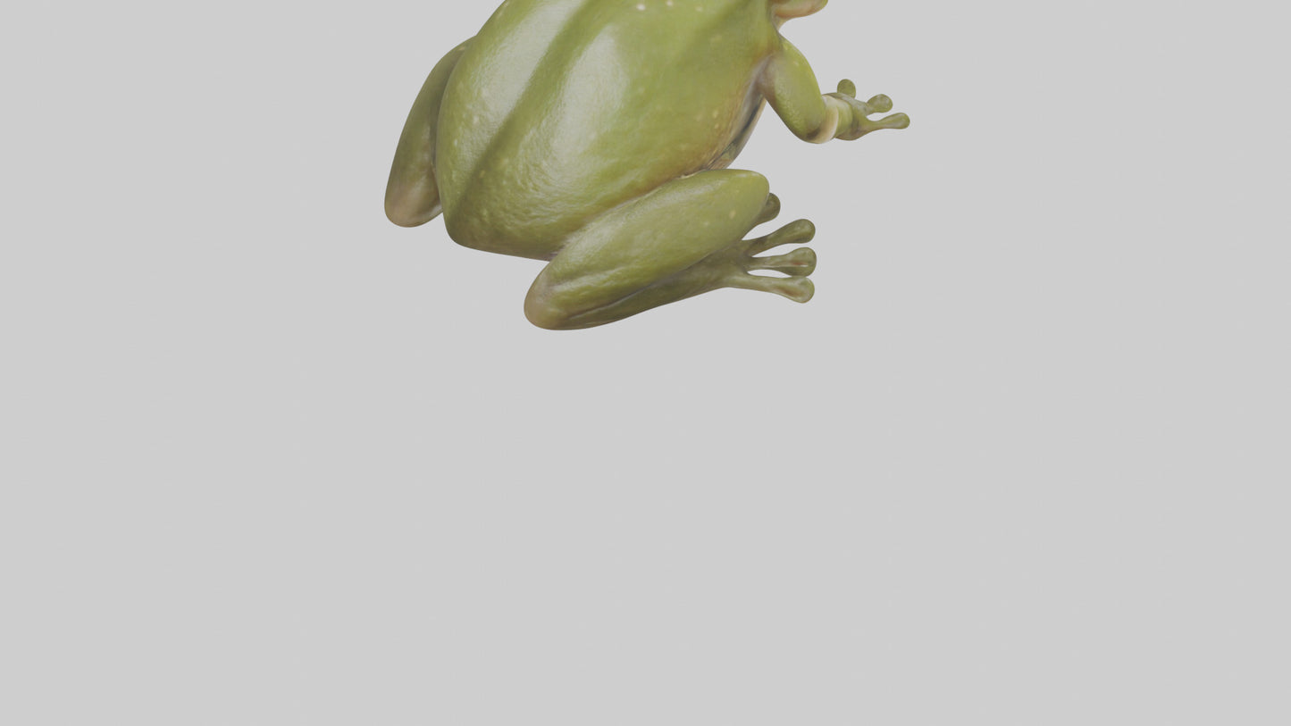 Hairy Frog sitting model VR / AR / low-poly