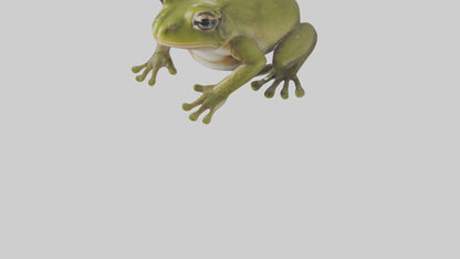 Hairy Frog sitting model VR / AR / low-poly
