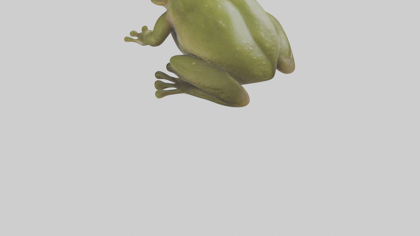 Hairy Frog sitting model VR / AR / low-poly