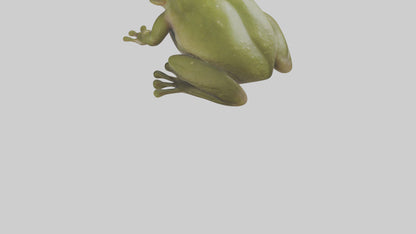 Hairy Frog sitting model VR / AR / low-poly