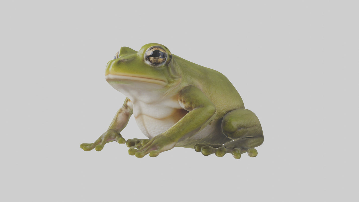 Hairy Frog sitting model VR / AR / low-poly