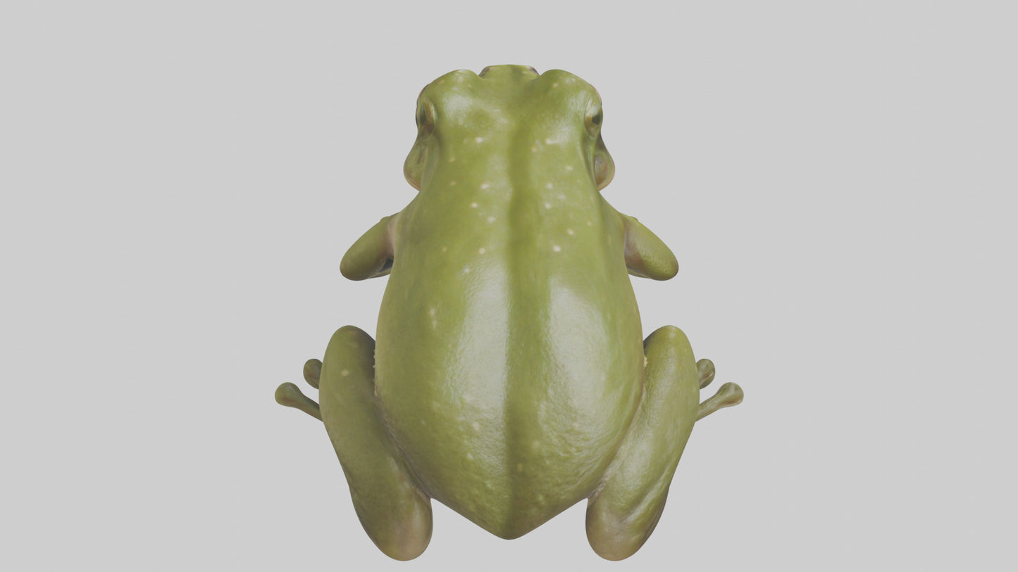 Hairy Frog sitting model VR / AR / low-poly