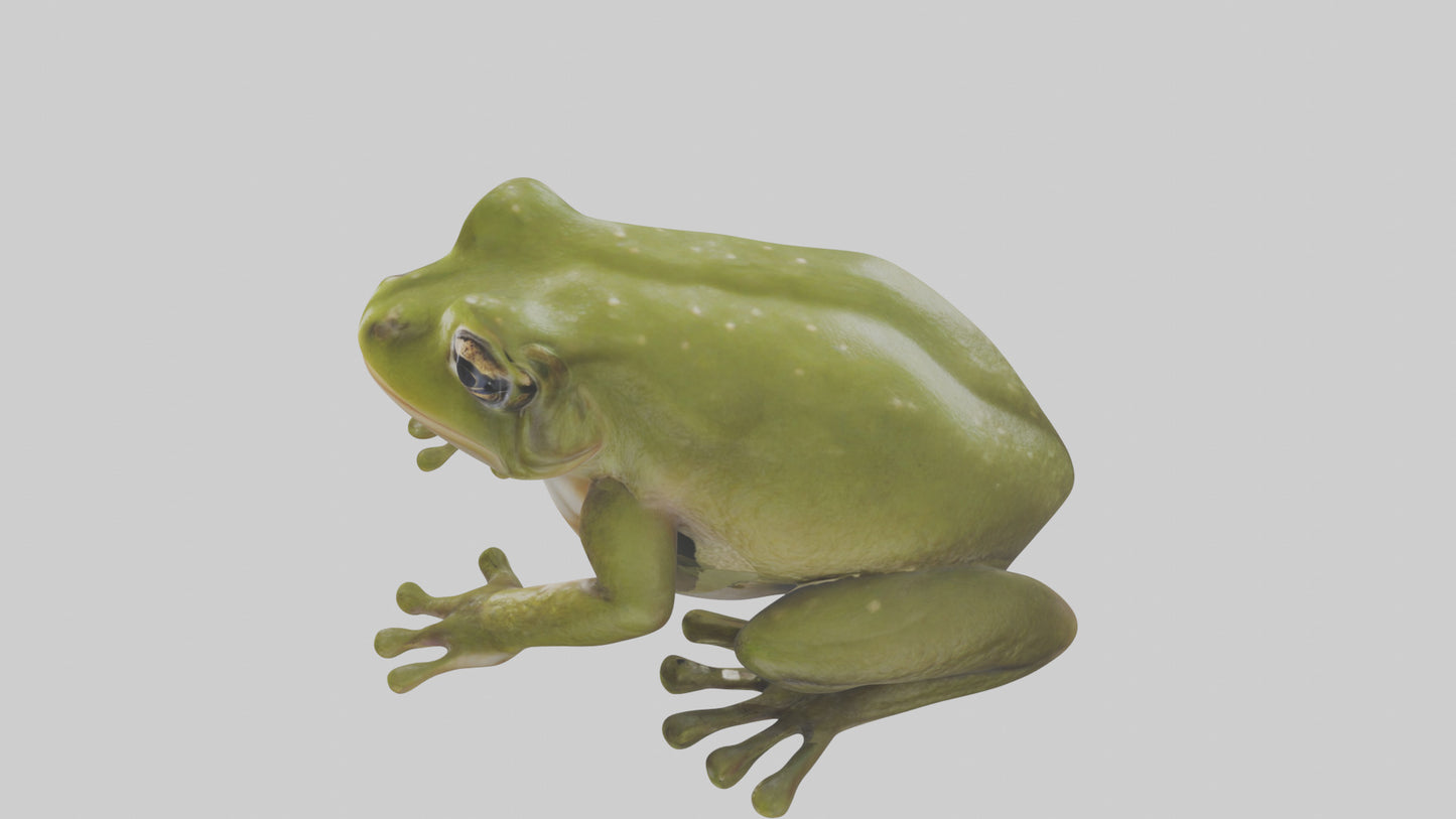 Hairy Frog sitting model VR / AR / low-poly