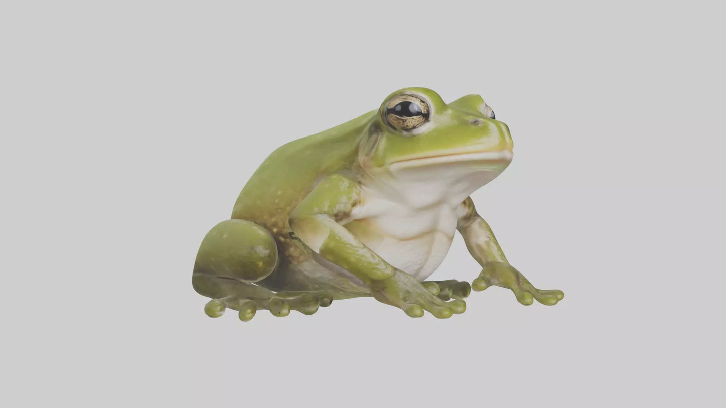 Hairy Frog sitting model VR / AR / low-poly