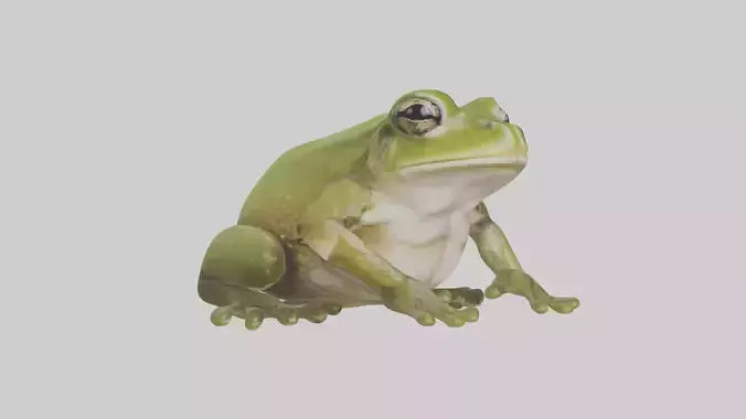 Hairy Frog sitting model VR / AR / low-poly