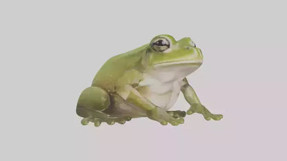 Hairy Frog sitting model VR / AR / low-poly