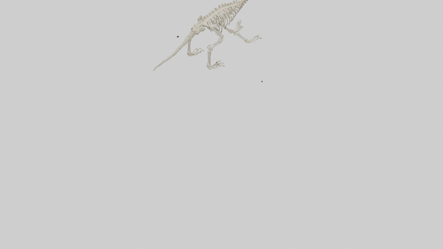 Hallucigenia Skeleton model VR / AR / low-poly