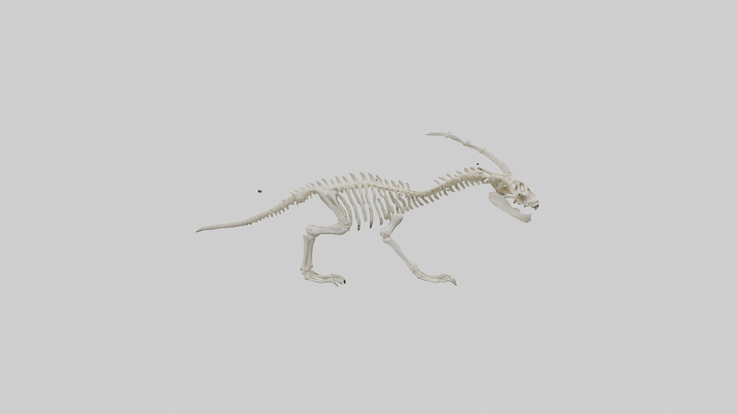 Hallucigenia Skeleton model VR / AR / low-poly