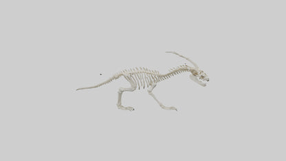 Hallucigenia Skeleton model VR / AR / low-poly