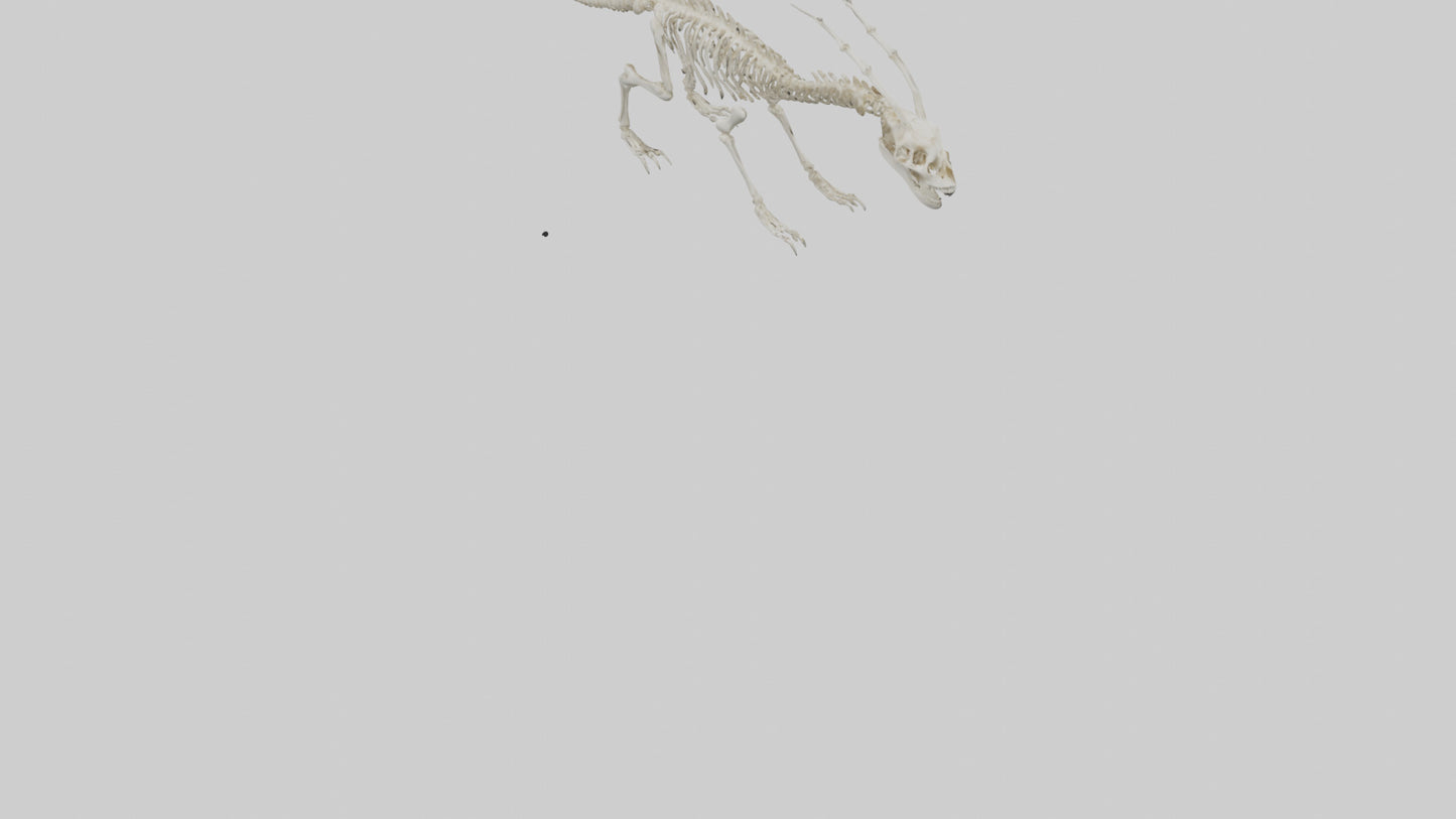 Hallucigenia Skeleton model VR / AR / low-poly