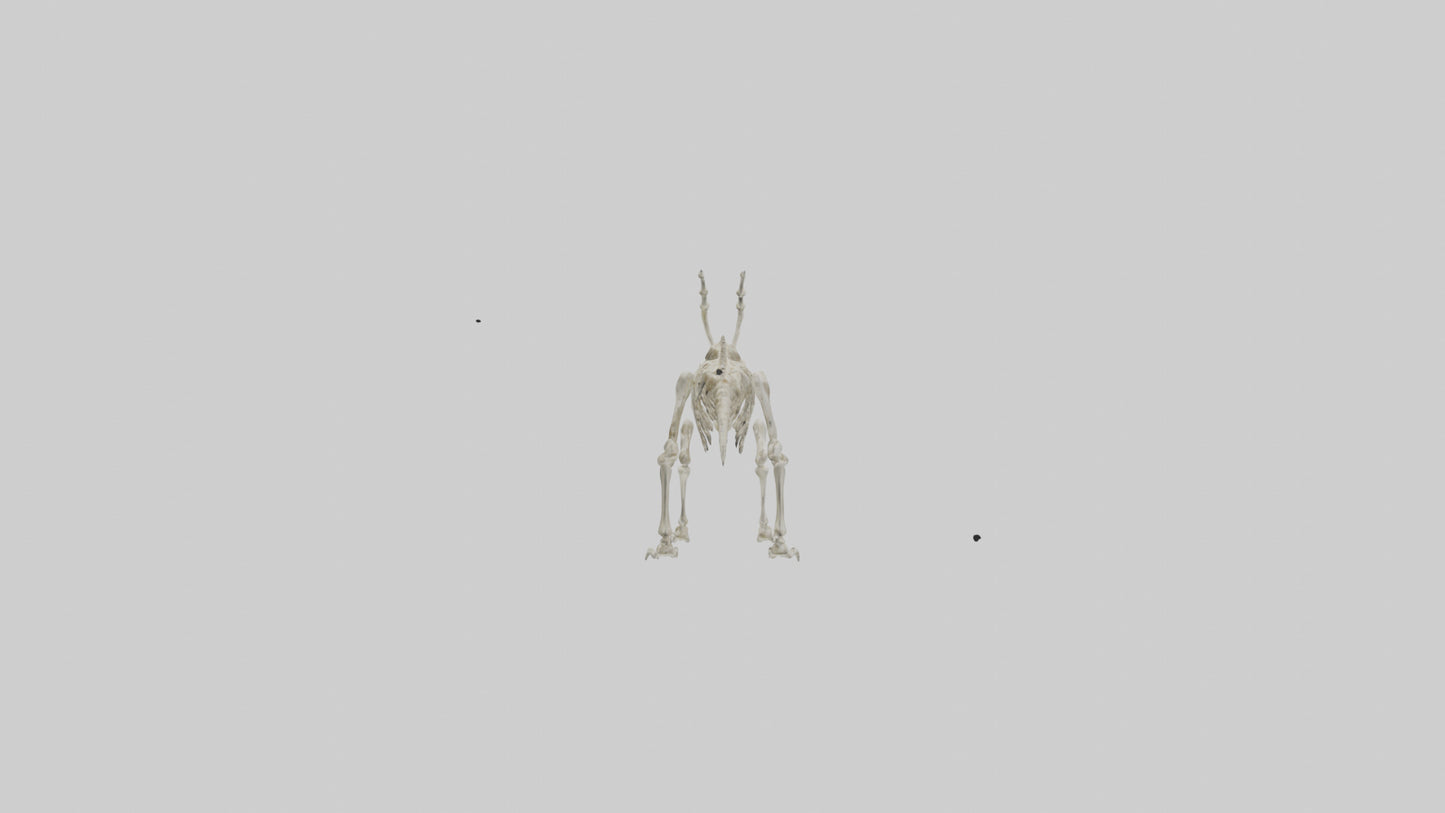 Hallucigenia Skeleton model VR / AR / low-poly