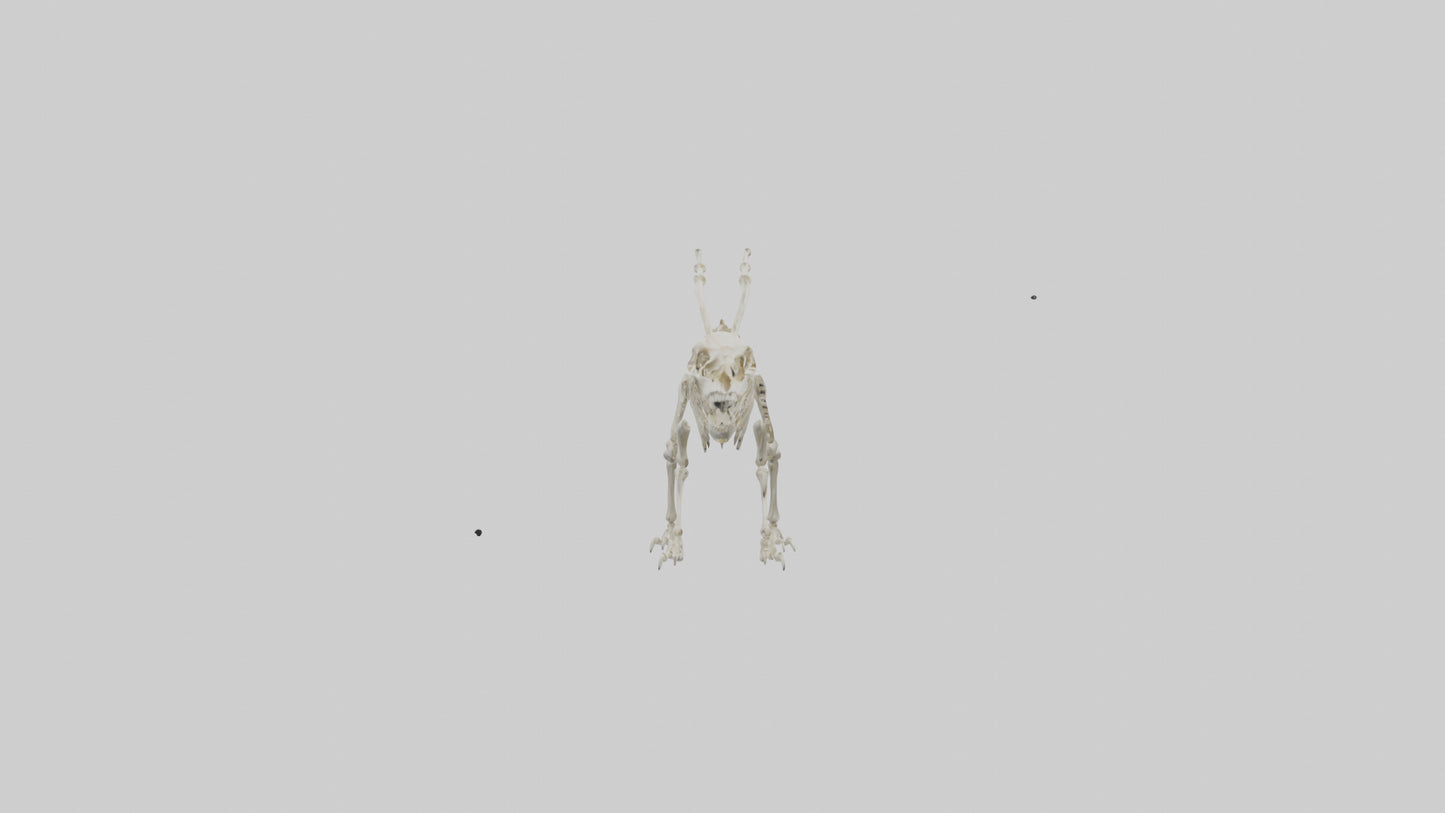 Hallucigenia Skeleton model VR / AR / low-poly