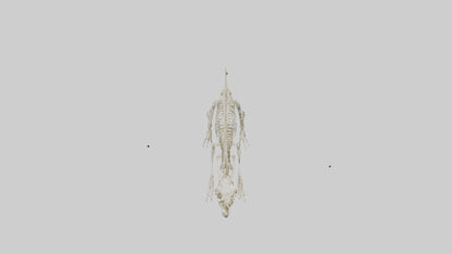Hallucigenia Skeleton model VR / AR / low-poly