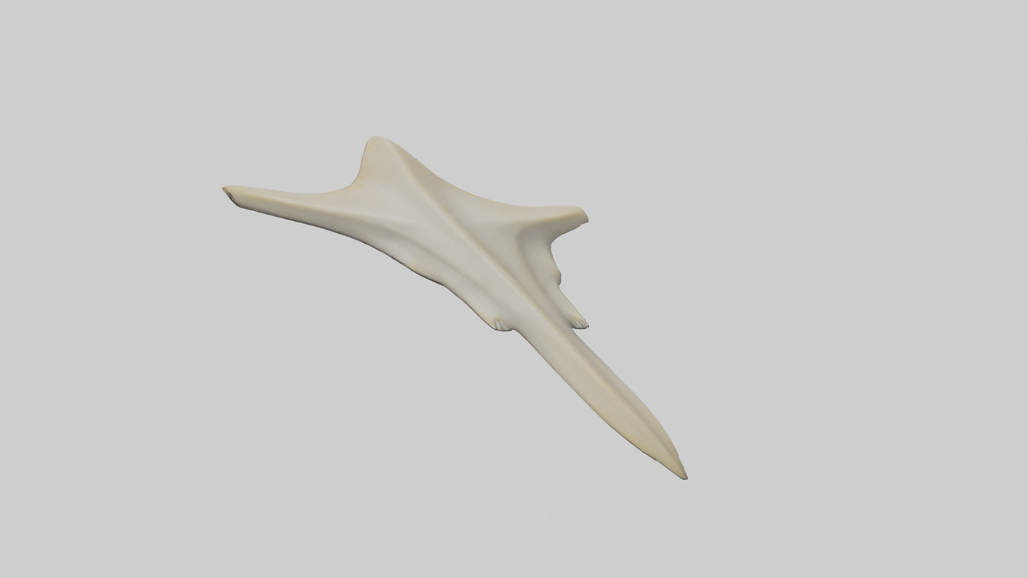Hammerhead Shark Teeth Model VR / AR / low-poly