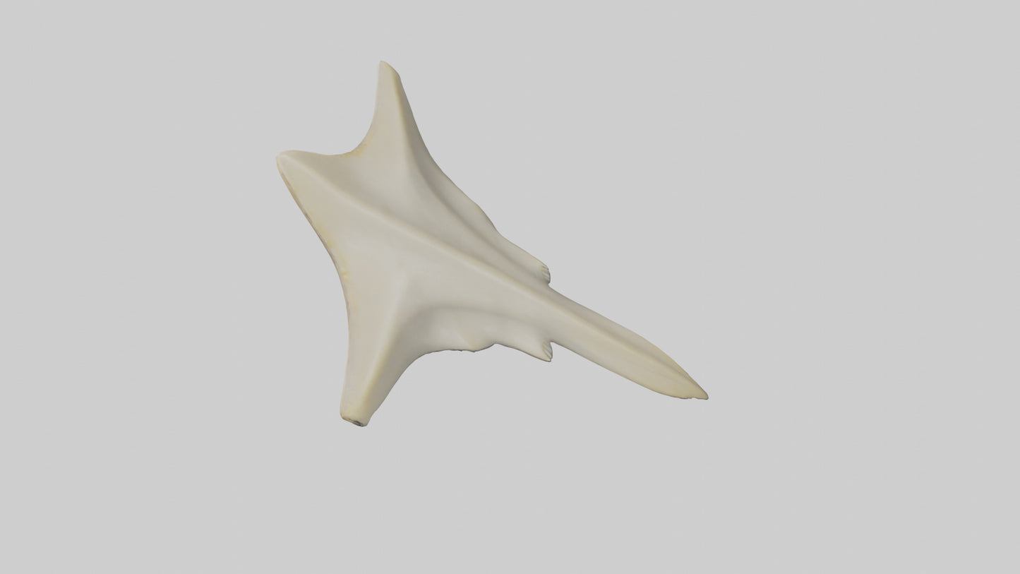 Hammerhead Shark Teeth Model VR / AR / low-poly