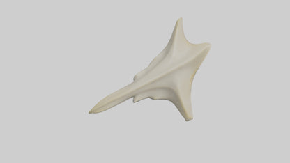 Hammerhead Shark Teeth Model VR / AR / low-poly