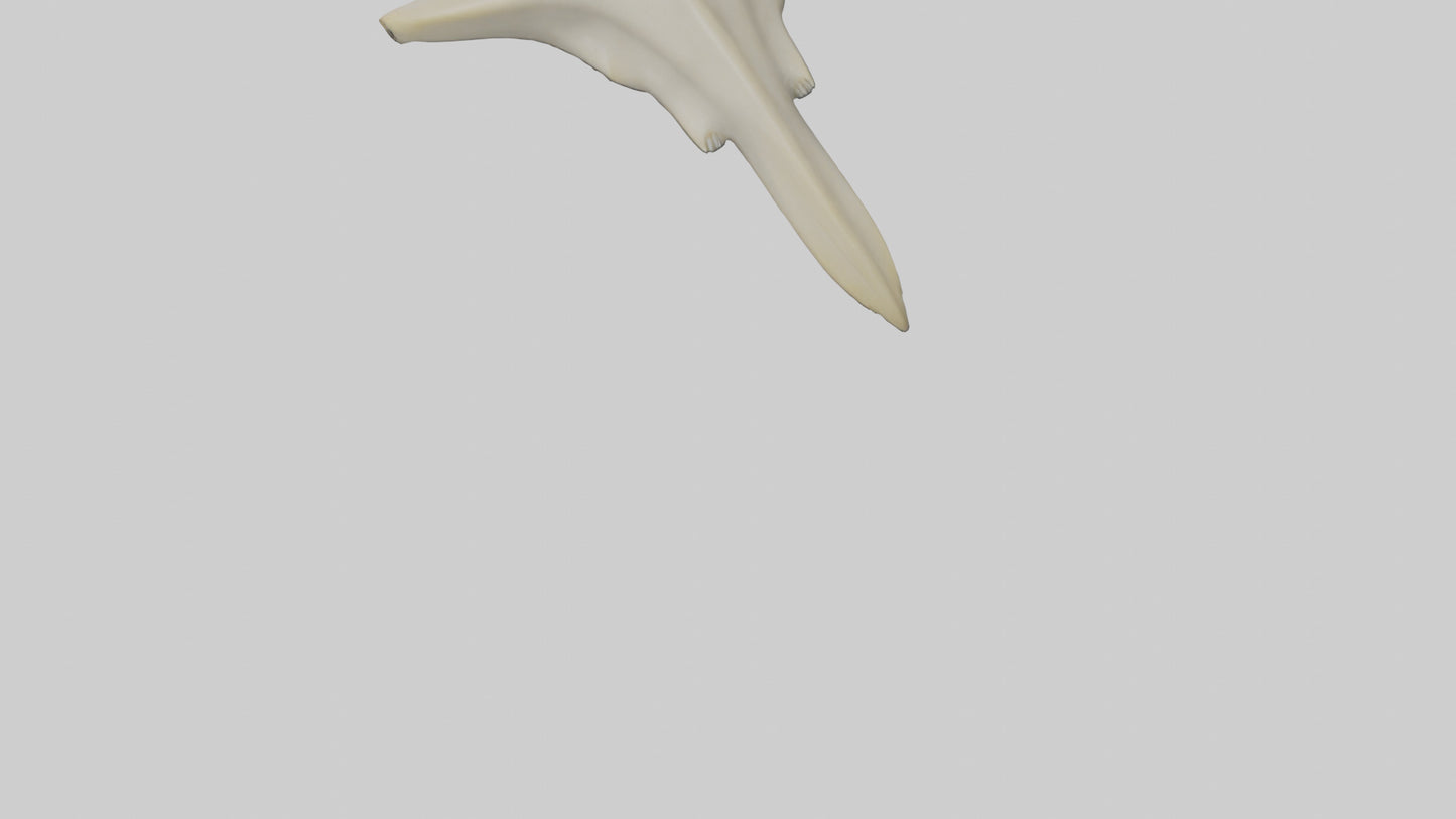 Hammerhead Shark Teeth Model VR / AR / low-poly