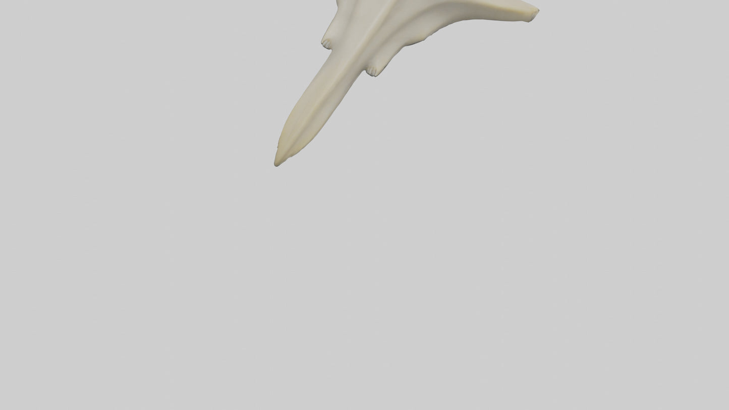 Hammerhead Shark Teeth Model VR / AR / low-poly