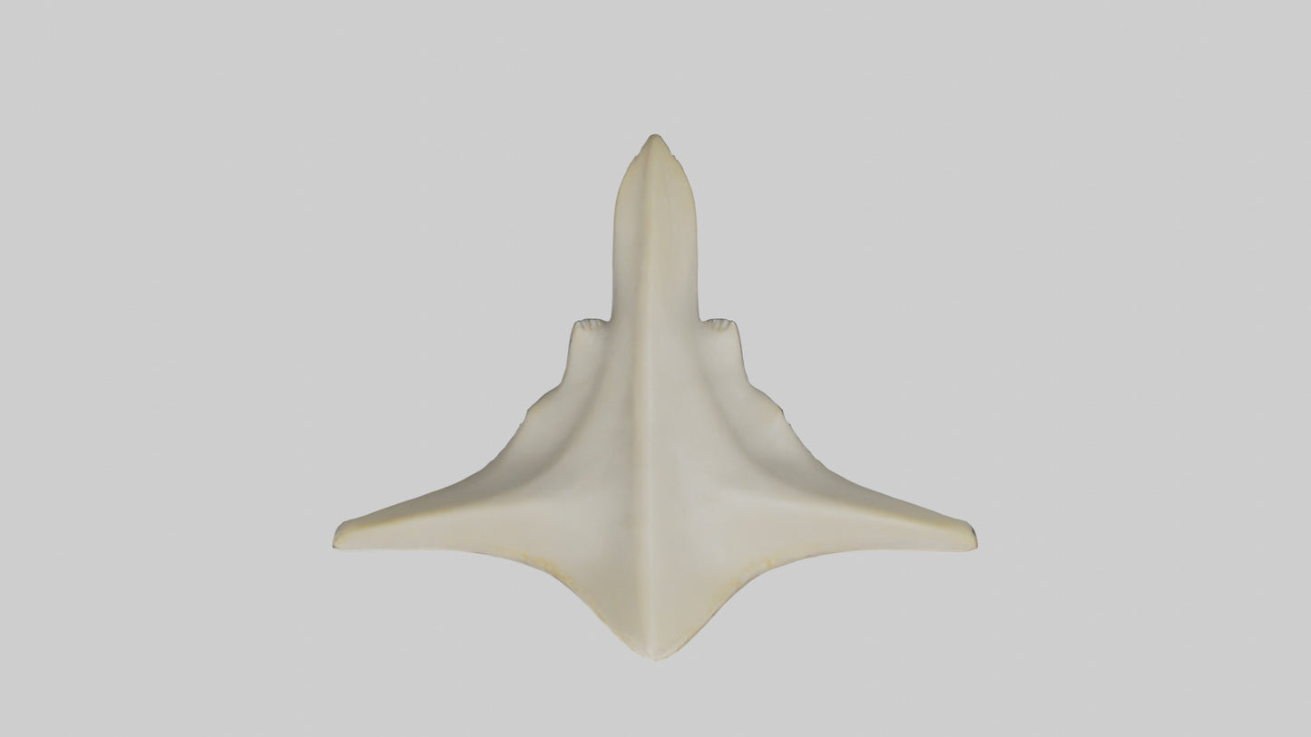 Hammerhead Shark Teeth Model VR / AR / low-poly